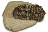 Bargain, Crotalocephalina Trilobite - Atchana, Morocco #261838-2